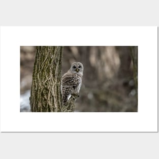 Barred Owl In Tree Posters and Art